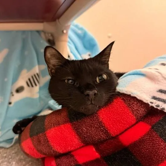 An adult large-sized male Black Domestic Short Hair cat named Leo for adoption in Enfield, NH