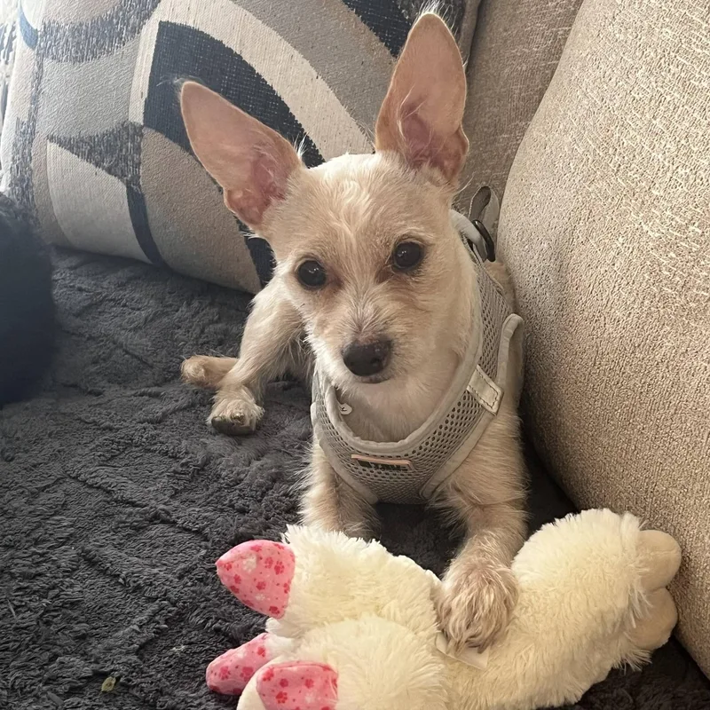 A young small-sized male Apricot / Beige Chihuahua dog named Sonny for adoption in Dallas, TX