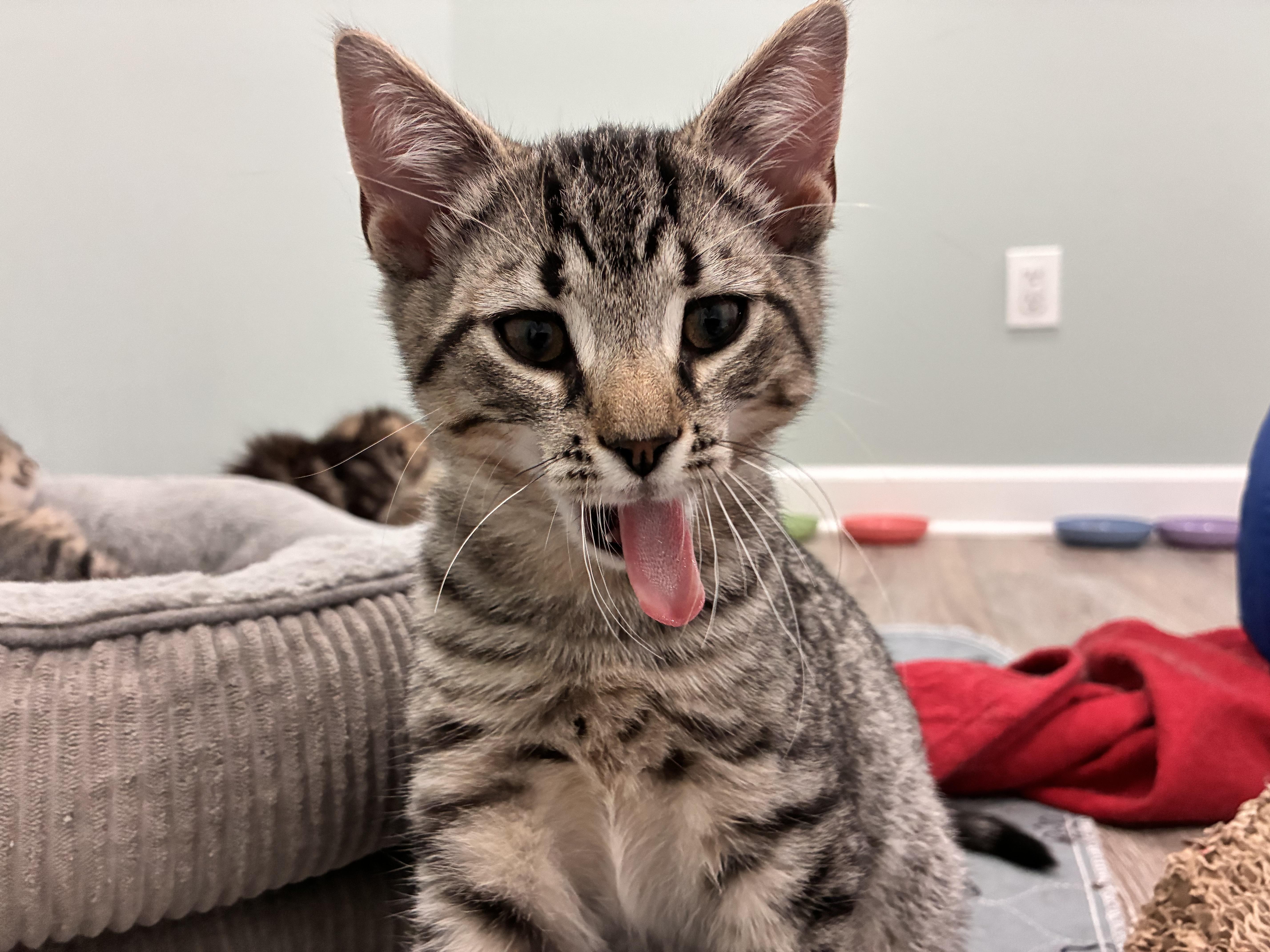 A baby medium-sized male Tabby (Gray / Blue / Silver) Domestic Short Hair cat named Ares for adoption in Albany, NY