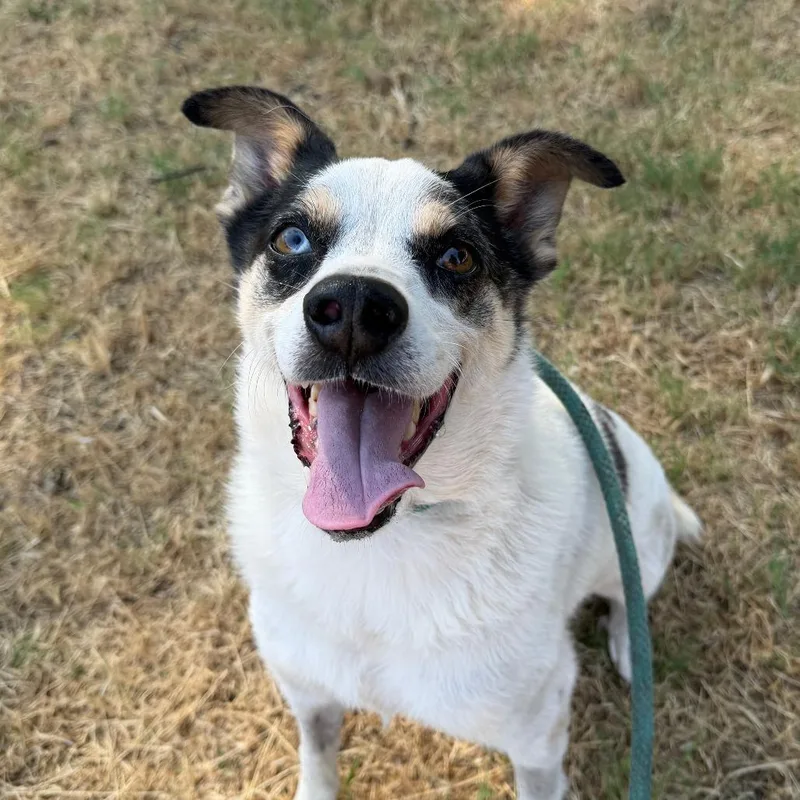A senior medium-sized male White / Cream Australian Shepherd dog named Ollie for adoption in Stillwater, OK