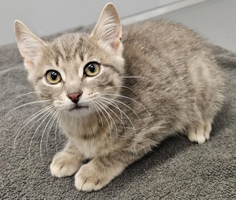A baby medium-sized male Domestic Short Hair cat named Grant for adoption in Bloomington, IN