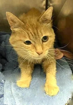 A young medium-sized female Domestic Short Hair cat named Reba for adoption in Fishers, IN