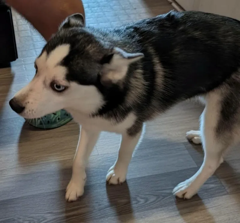 A young small-sized male Gray / Blue / Silver Pomsky dog named Plum for adoption in North Olmsted, OH