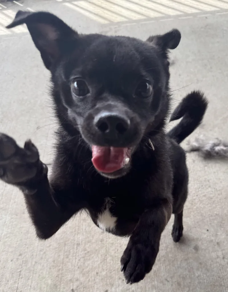 Batman Hold thumbnail 2