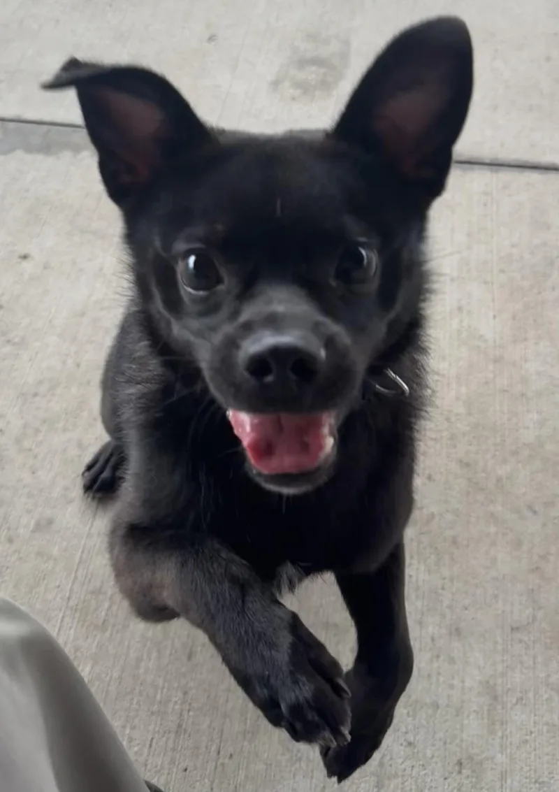 Batman Hold thumbnail 3