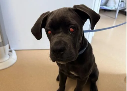 A baby extra large-sized female Gray / Blue / Silver Cane Corso dog named Bella for adoption in San Clemente, CA