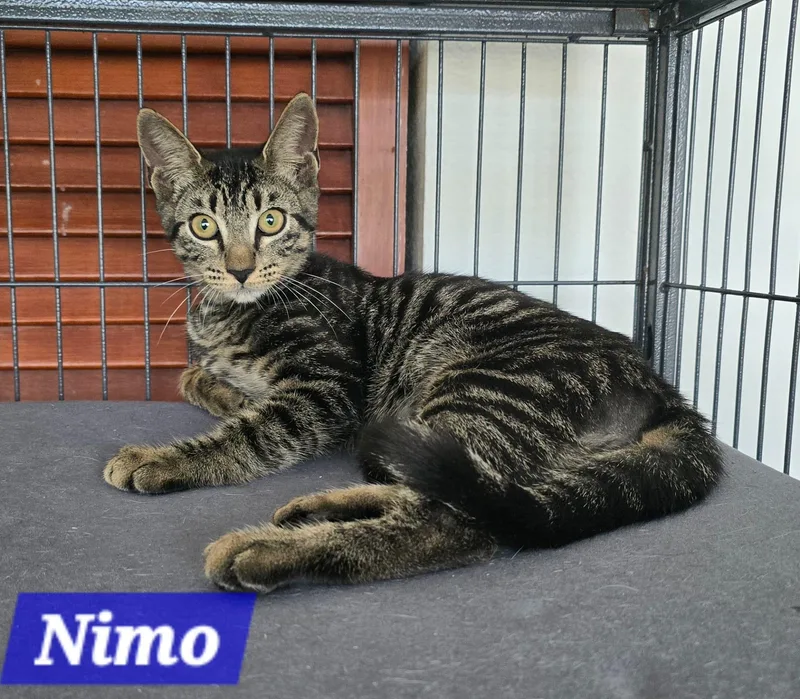 A young medium-sized male Tabby cat named Nimo for adoption in miami, FL