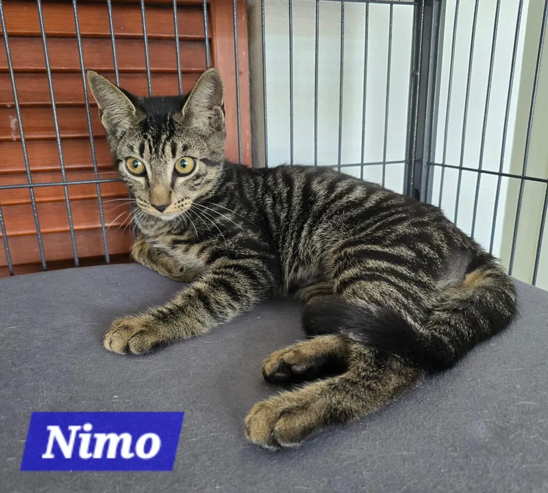 Nimo thumbnail 2