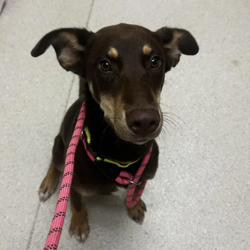 A young medium-sized female Brown / Chocolate Mixed Breed dog named Kiki for adoption in Murray, UT