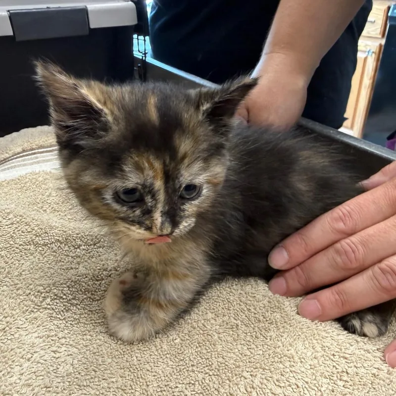 A baby small-sized female Black Domestic Medium Hair cat named Sabrina Ionescu for adoption in Carroll, IA