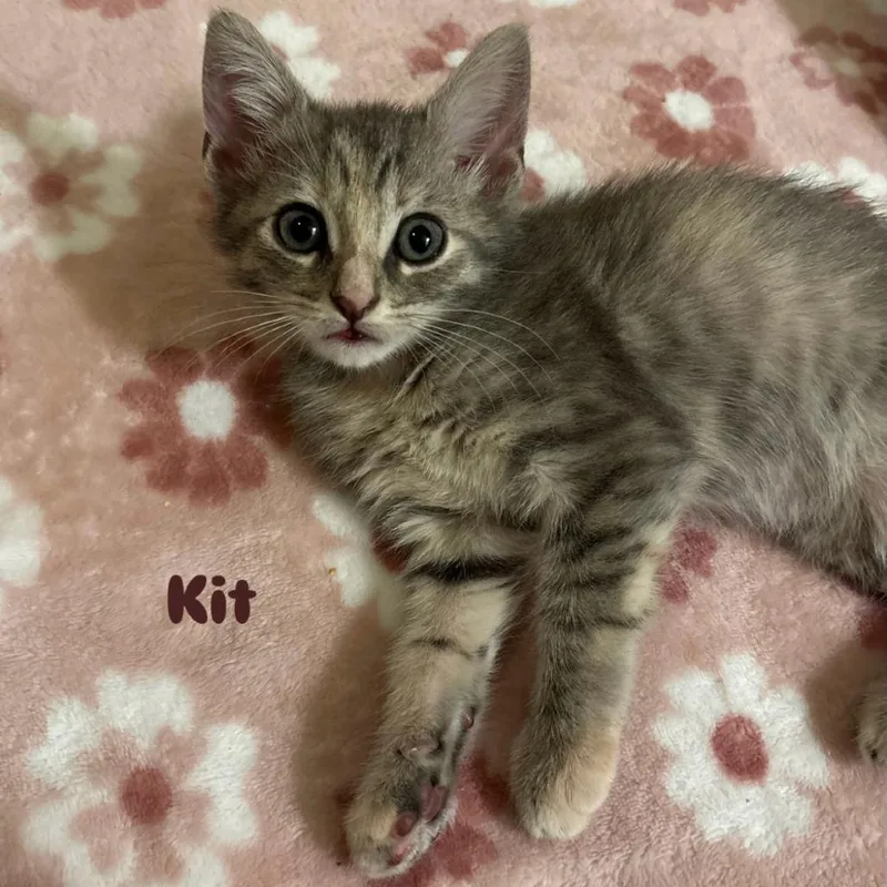 A baby small-sized female Buff / Tan / Fawn Domestic Short Hair cat named Kit for adoption in Orlando, FL
