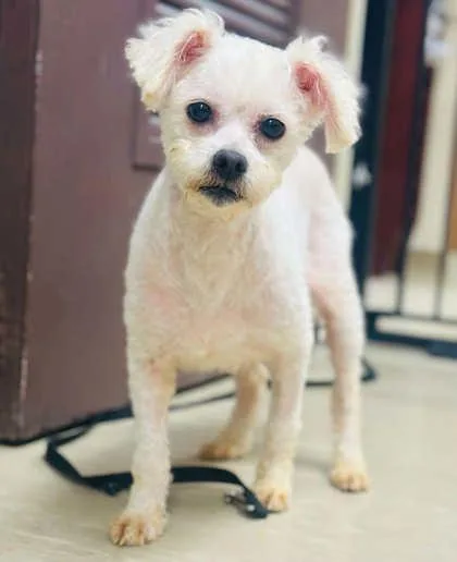 An adult small-sized female Mixed Breed dog named Rosalie for adoption in West Chester, PA
