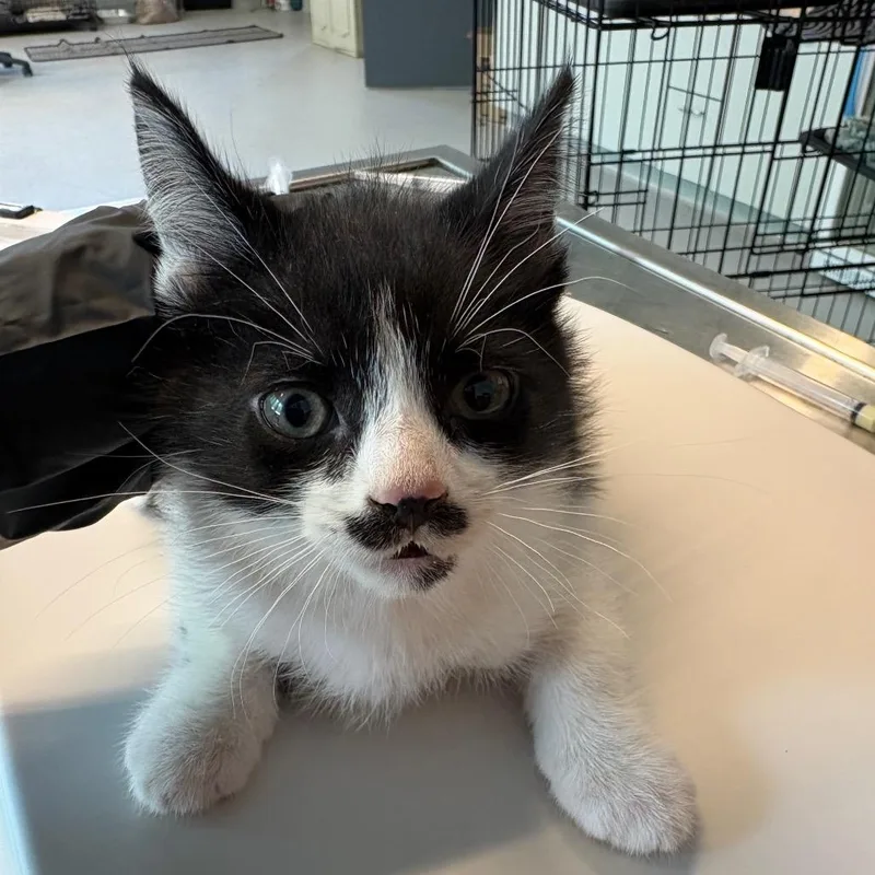 A baby small-sized male Black Domestic Short Hair cat named Spark for adoption in Huntington, WV