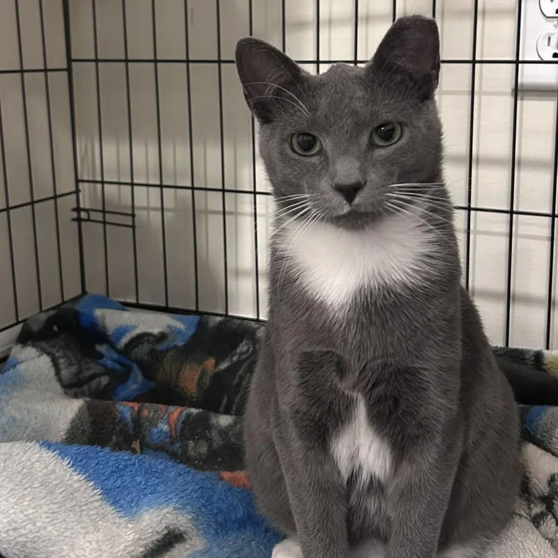 A young medium-sized male Gray / Blue / Silver Domestic Short Hair cat named Luke Skywalker for adoption in Gibsonia, PA