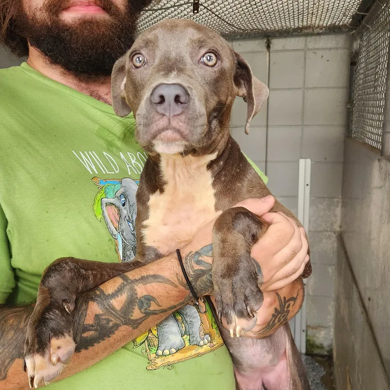 A young medium-sized female Pit Bull Terrier dog named Dolly for adoption in Eagle, ID