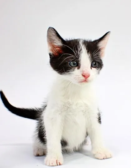 A baby small-sized male Domestic Short Hair cat named Wally for adoption in Morton Grove, IL