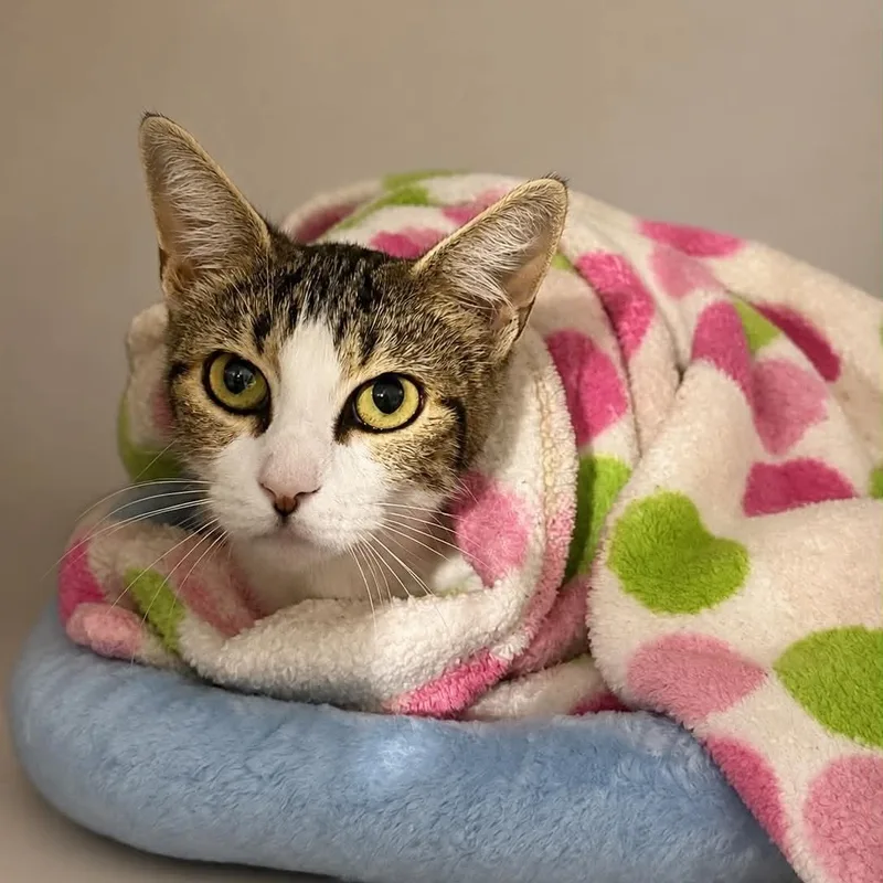 A baby small-sized female Tabby (Brown / Chocolate) Domestic Short Hair cat named Willowy for adoption in Antioch, CA