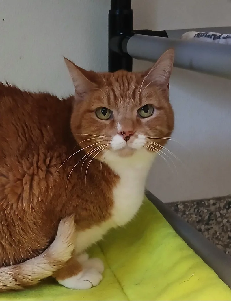 An adult medium-sized male Orange & White Tabby cat named Spotted Elephant for adoption in Bay City, MI