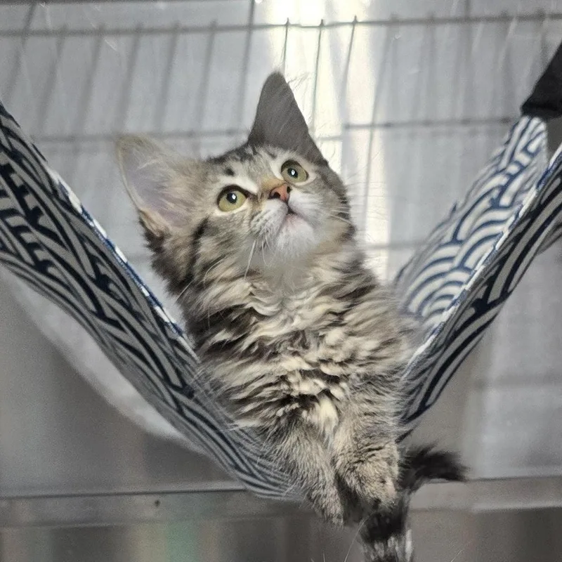 A baby medium-sized female Tabby (Buff / Tan / Fawn) Domestic Long Hair cat named Nemu for adoption in Quincy, OH
