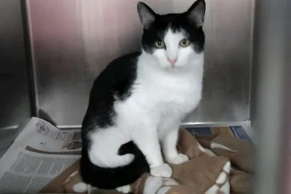 An adult small-sized male Domestic Short Hair cat named Commando for adoption in Lowell, MA