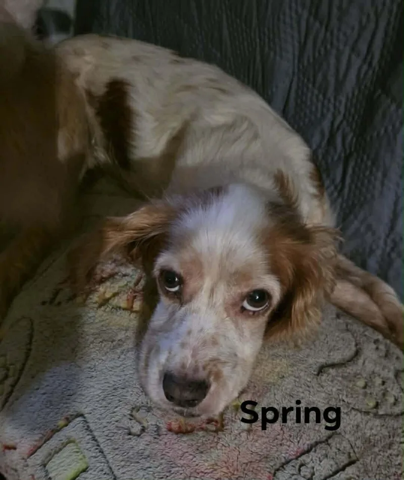 An adult small-sized female Spaniel dog named Spring for adoption in Windsor, CO