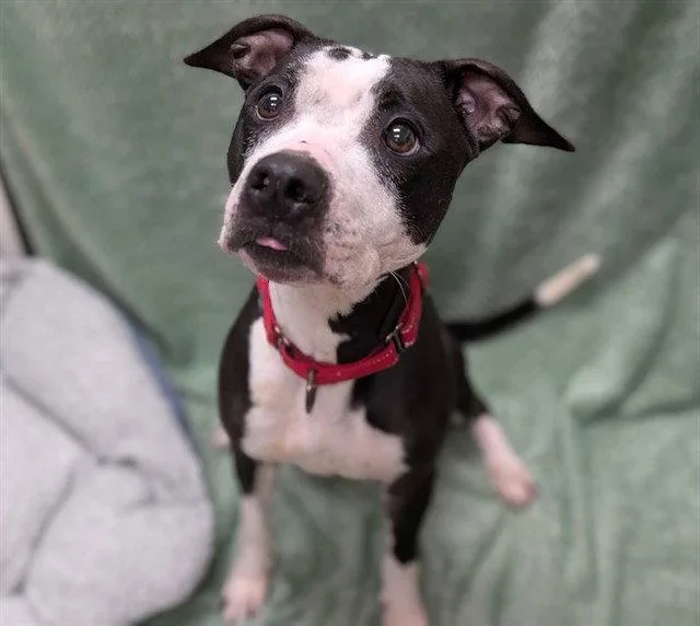 An adult medium-sized female Pit Bull Terrier dog named Cardi for adoption in Fort Collins, CO