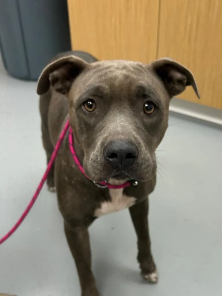 An adult medium-sized female Pit Bull Terrier dog named Butterfly for adoption in Hartsville, SC