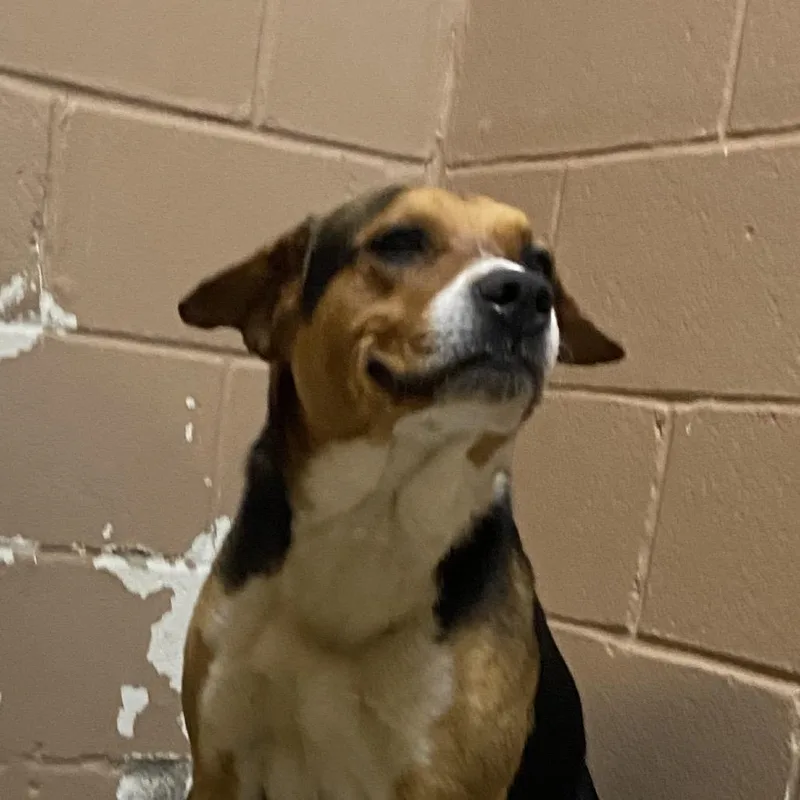 An adult large-sized male Black Shepherd dog named Mirage for adoption in Caryville, TN