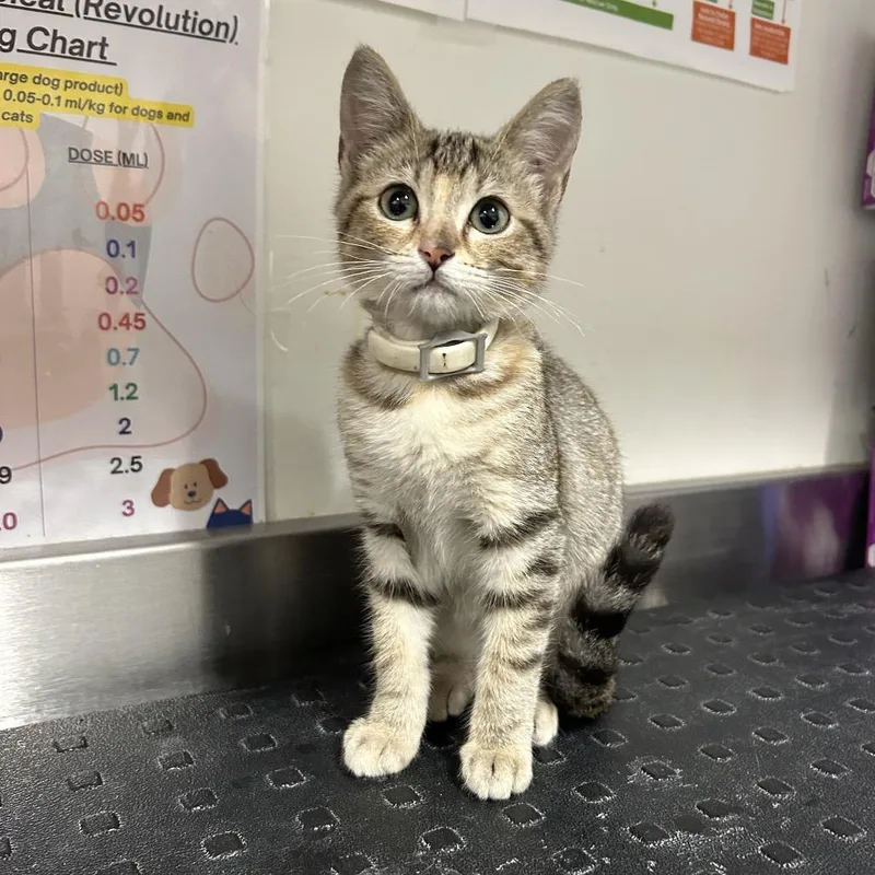 A baby small-sized female Gray / Blue / Silver Domestic Short Hair cat named Melanie for adoption in League City, TX