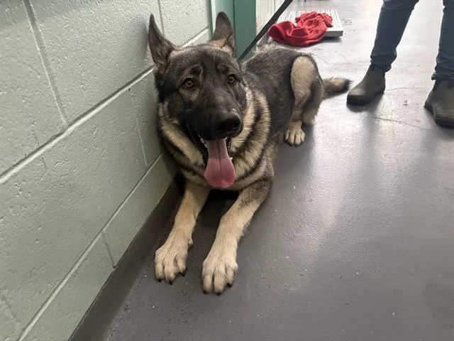 An adult large-sized male German Shepherd Dog dog named Andrewski for adoption in Antioch, CA