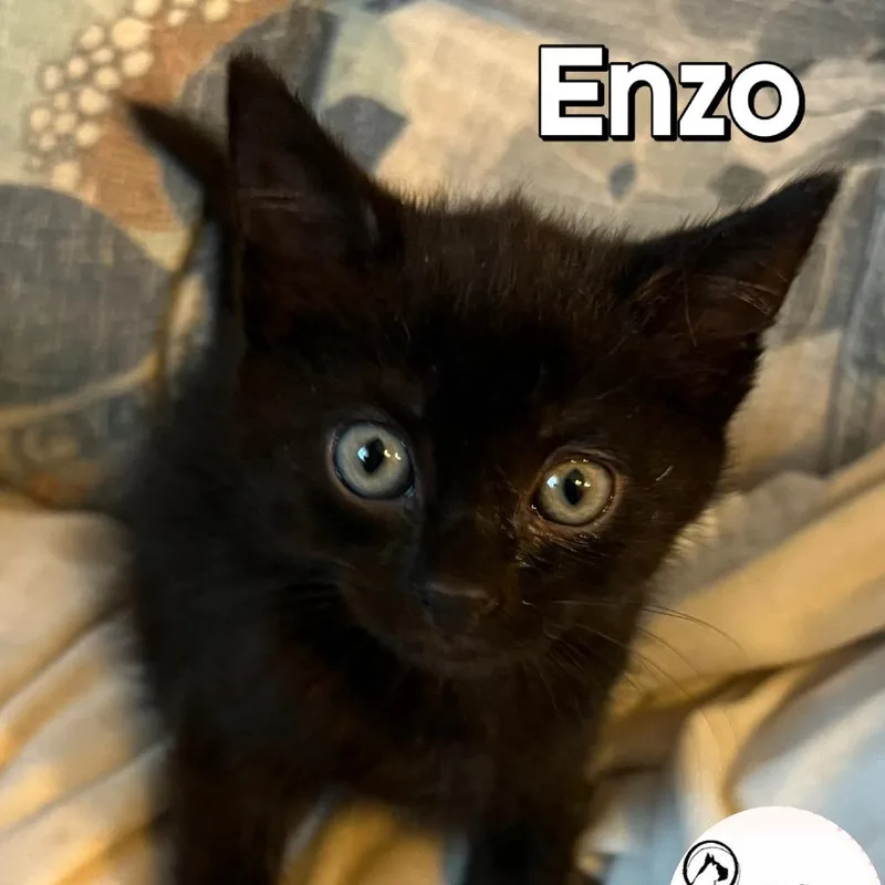 A baby small-sized male Black Domestic Short Hair cat named Enzo for adoption in Washington, PA