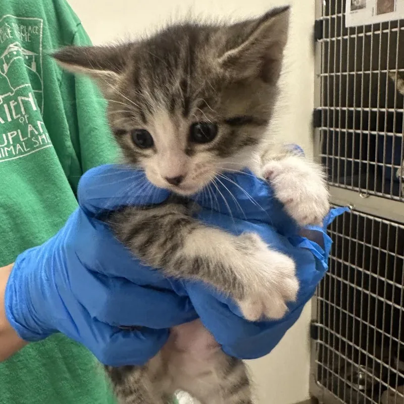 A baby small-sized male Brown / Chocolate Domestic Short Hair cat named George for adoption in Upland, CA