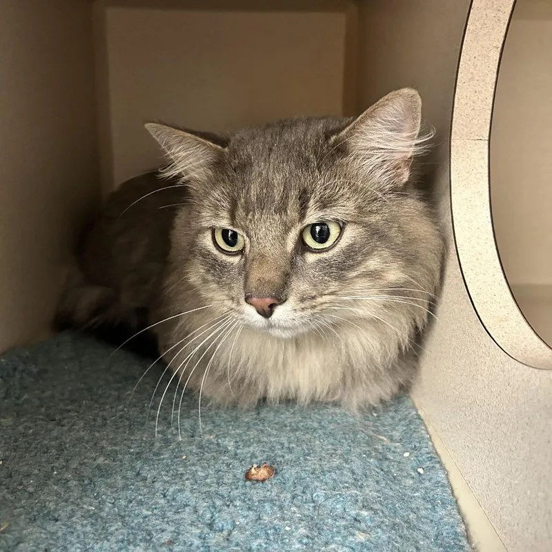 An adult large-sized male Gray / Blue / Silver Domestic Long Hair cat named Bunny for adoption in Durango, CO