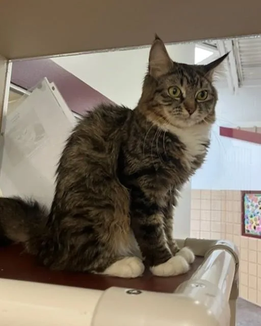 A young small-sized female Domestic Long Hair cat named Reyna for adoption in Springfield, MA