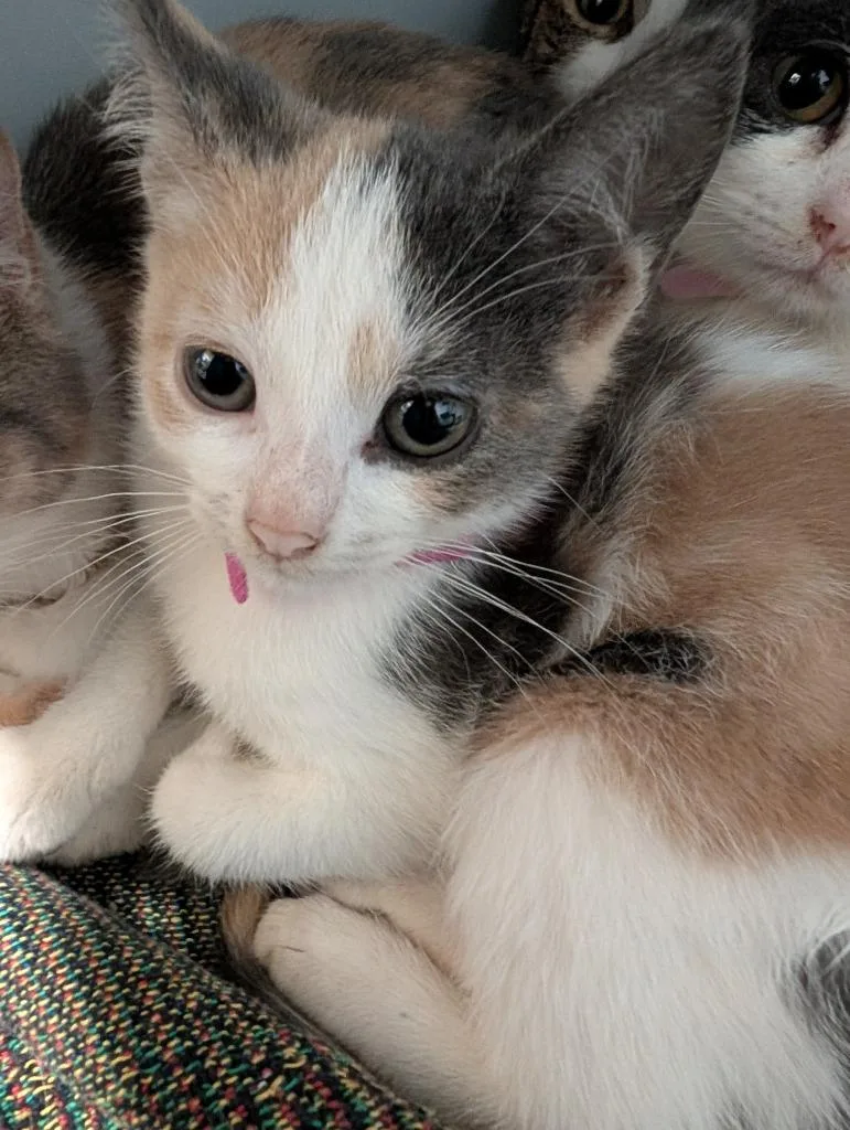 A baby small-sized female Domestic Short Hair cat named Polly for adoption in Sidney, NY
