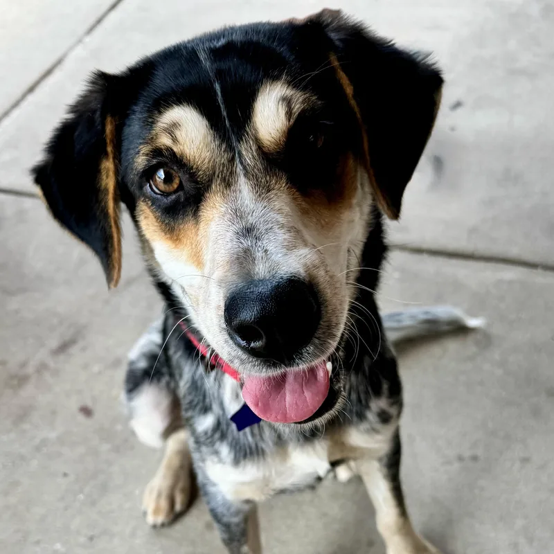 A young medium-sized female Shepherd dog named Ember for adoption in Manassas, VA