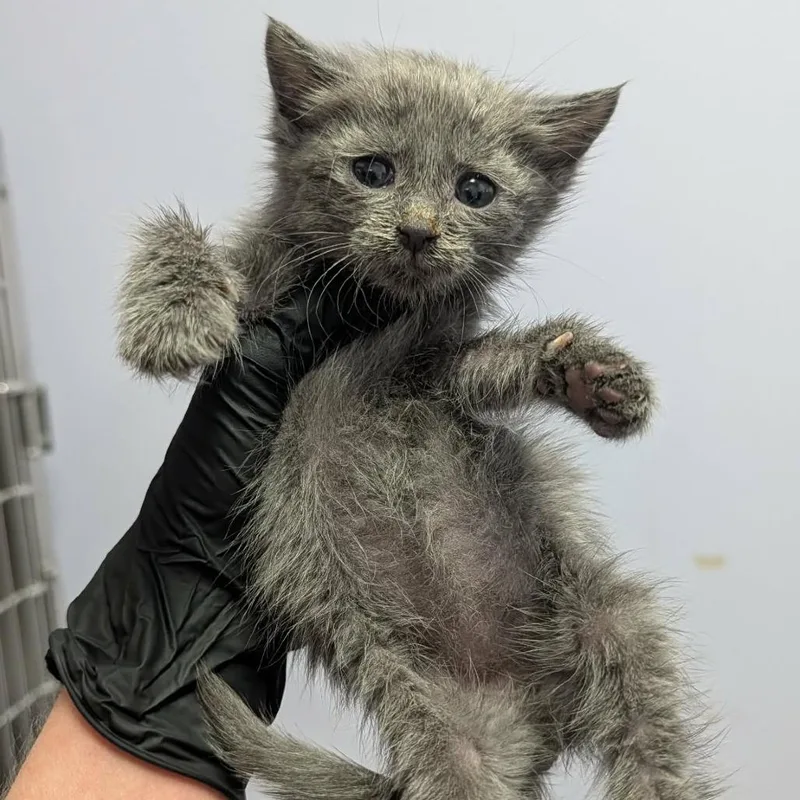 A baby small-sized female Domestic Medium Hair cat named Leslie for adoption in Portage, MI