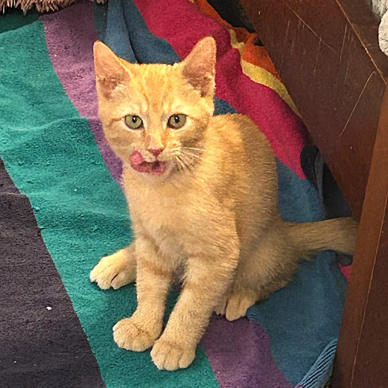A baby medium-sized male Orange / Red Domestic Short Hair cat named Hayride for adoption in Apex, NC