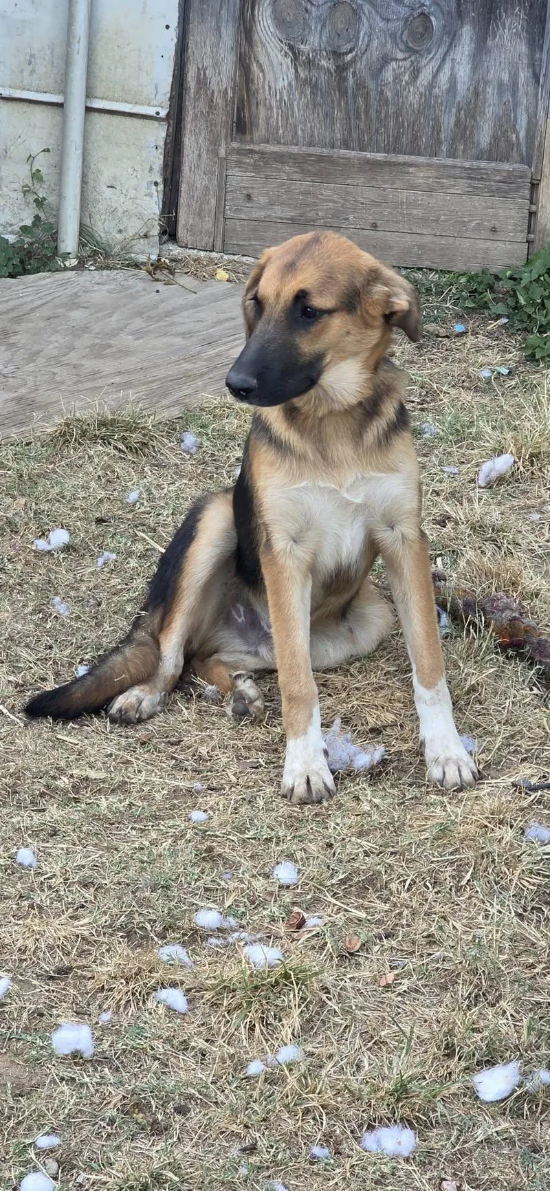 Bubba