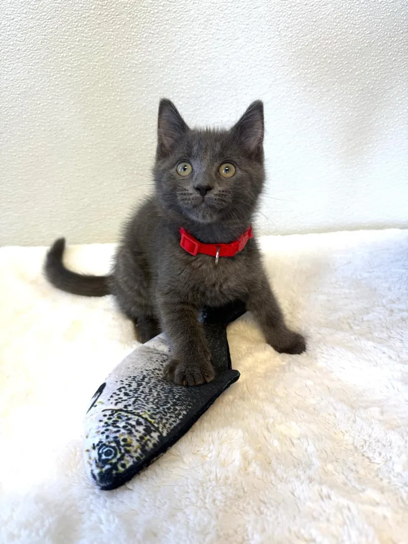 A baby medium-sized male Gray / Blue / Silver Domestic Short Hair cat named Steel for adoption in Greensburg, PA