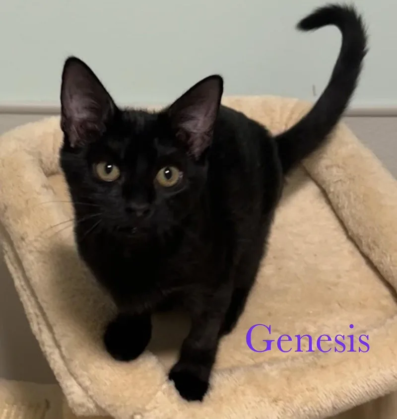 A young medium-sized female Black Domestic Short Hair cat named Genesis for adoption in Longwood, FL