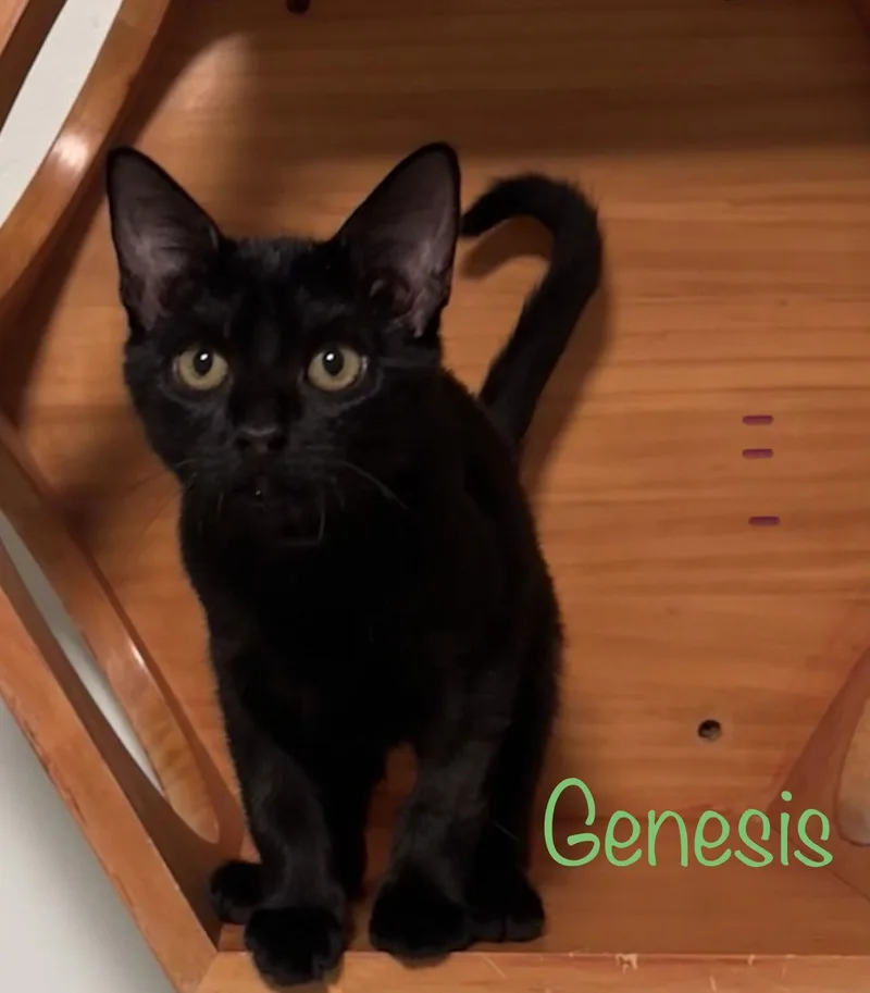 Genesis thumbnail 2