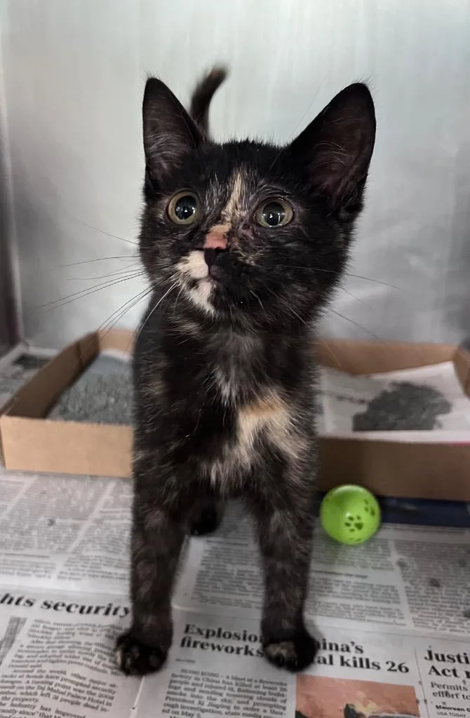 A baby medium-sized female Domestic Short Hair cat named Chilito for adoption in Cincinnati, OH