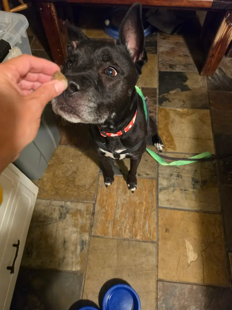 A senior medium-sized female Labrador Retriever dog named Darling Dottie for adoption in Holly Springs, NC