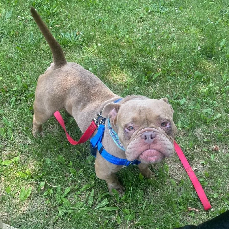 An adult medium-sized female Brown / Chocolate Mixed Breed dog named Poppy for adoption in Oshkosh, WI