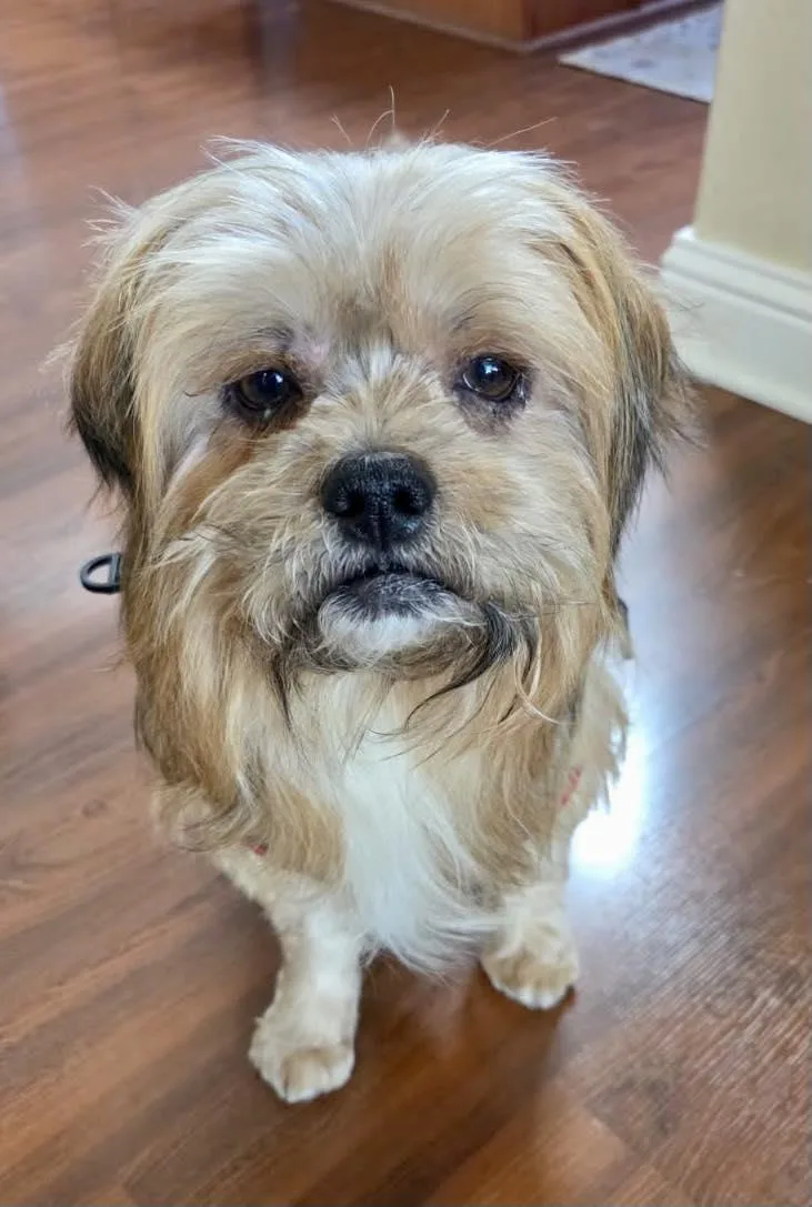 Chewy