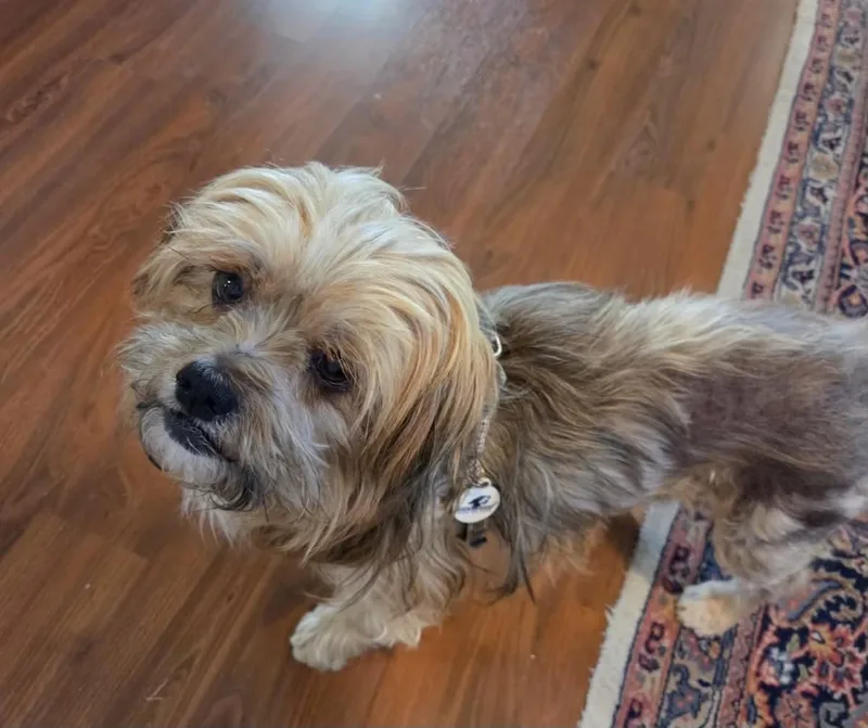Chewy thumbnail 2