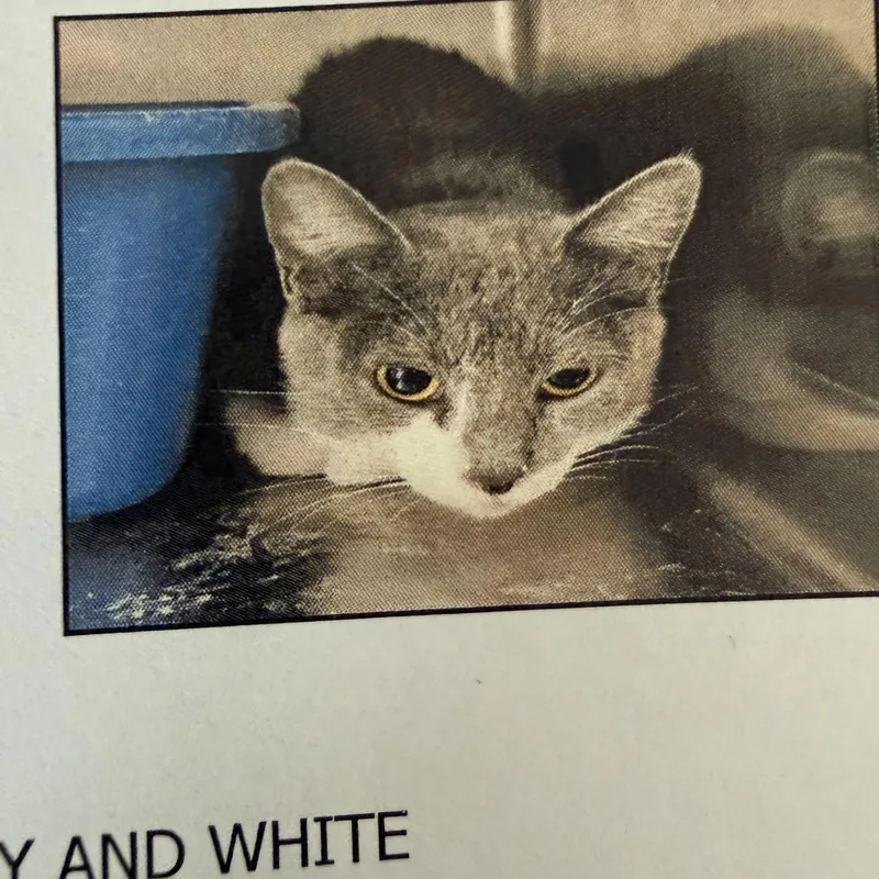 A young medium-sized female Gray & White Domestic Short Hair cat named Ashlina for adoption in Las Vegas, NV