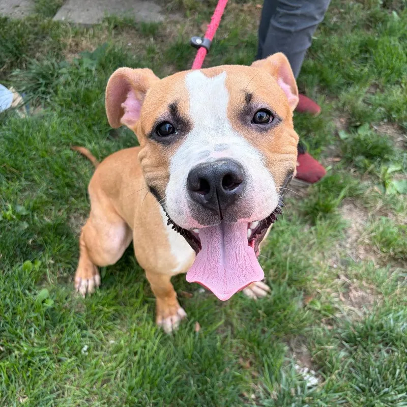 A young medium-sized male Yellow / Tan / Blond / Fawn Pit Bull Terrier dog named Dino for adoption in Newark, NJ