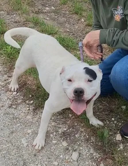 A young medium-sized female White / Cream Pit Bull Terrier dog named Polly for adoption in Austin, TX